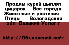 Продам курей цыплят,цицарок. - Все города Животные и растения » Птицы   . Вологодская обл.,Великий Устюг г.